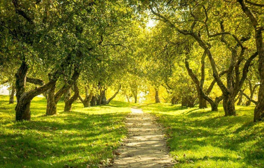 Sunlight in the green forest, spring time